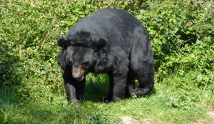 Aziatische zwarte beer