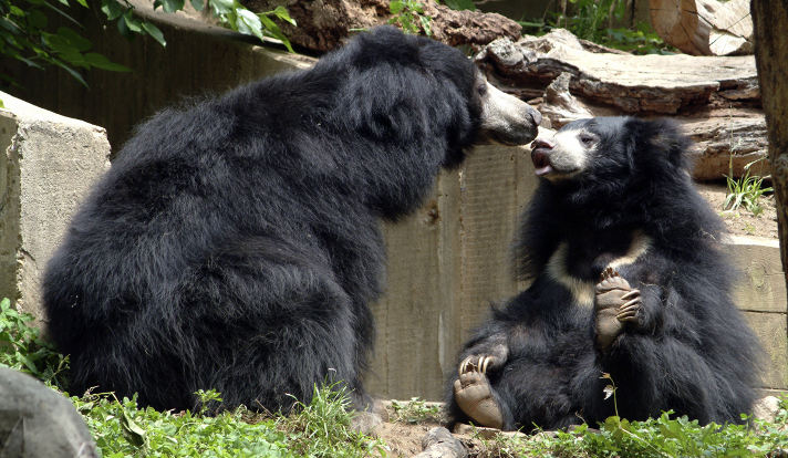 Sloth bear - Bears in mind