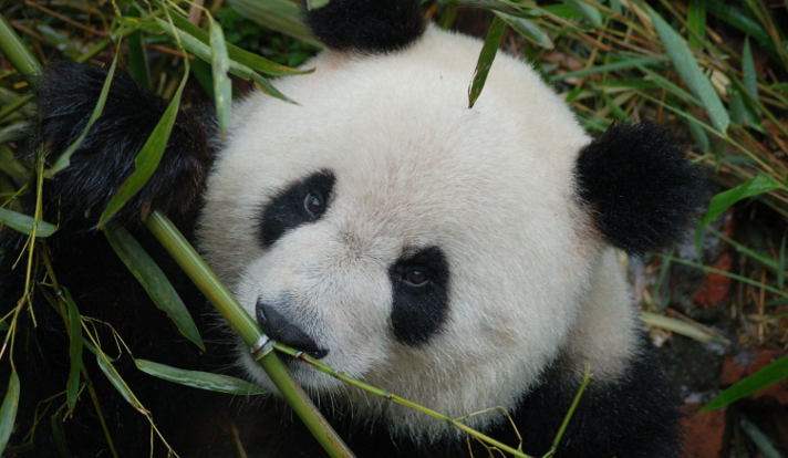 Giant panda - Bears in mind