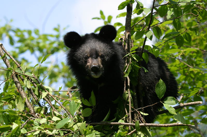 Bear conservation in Myanmar - Bears in mind