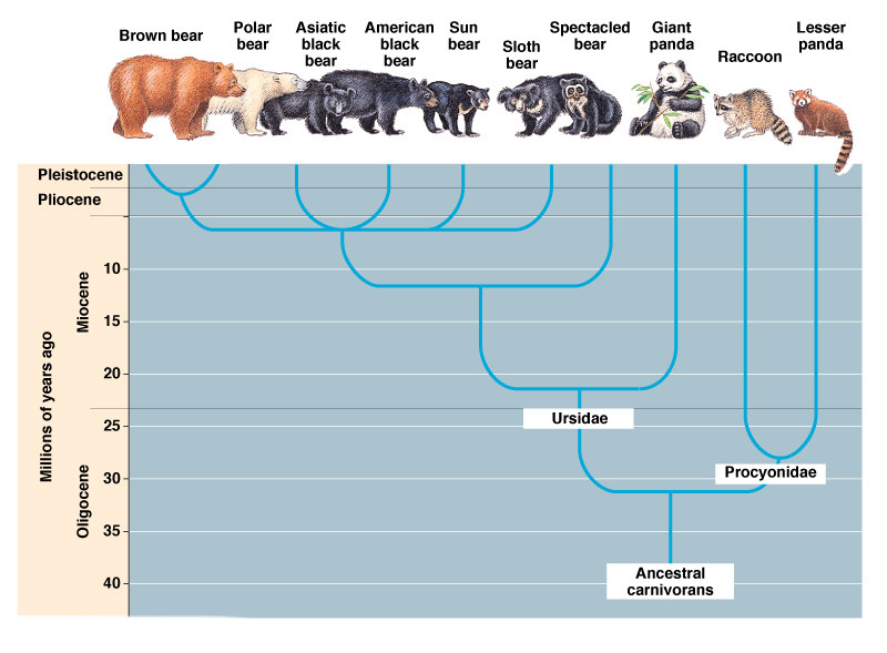 The evolution of bear species Bears in mind