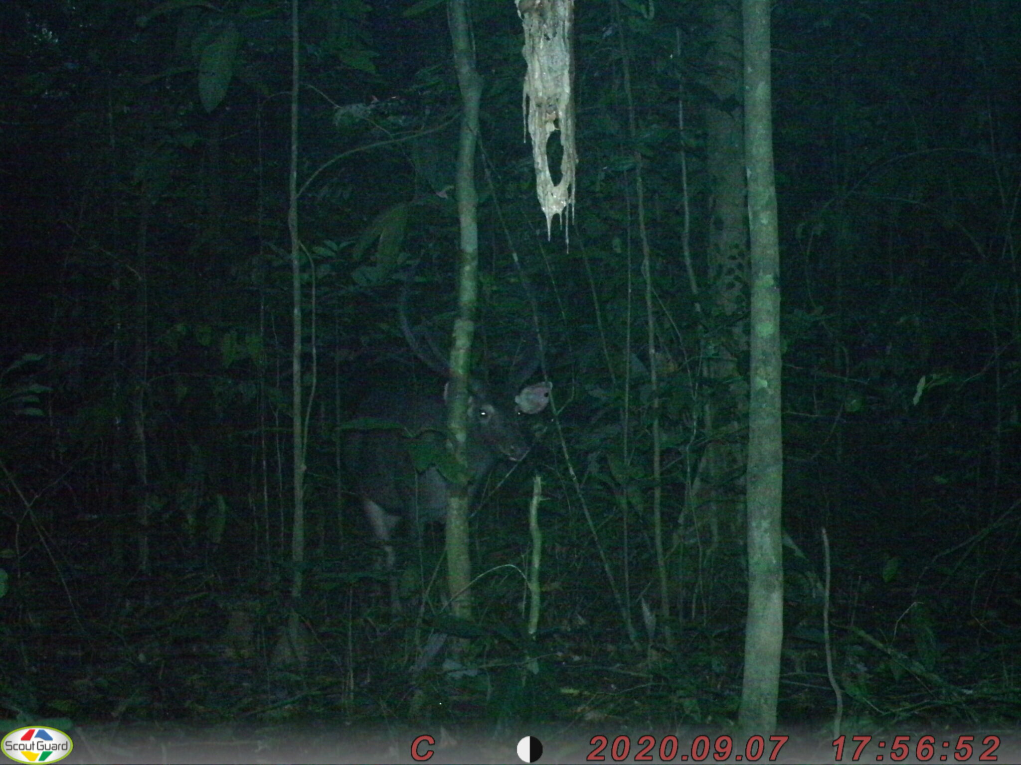 Search for Sun bears in Vietnam Bears in Mind